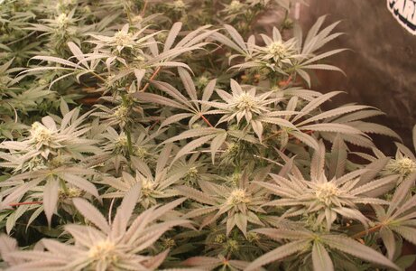 April 5 Critical kush.JPG