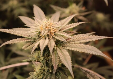 April 8 Critical Kush.JPG April 8 Critical Kush.JPG