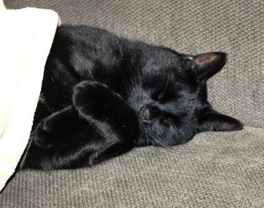 Coal in Blanket 1.JPG