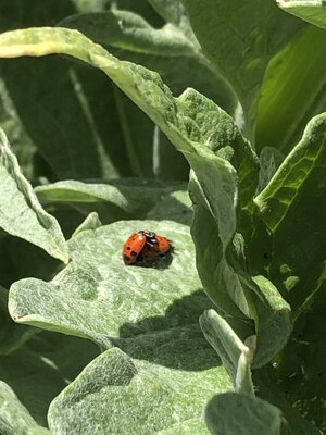 IMG_4381.jpeg