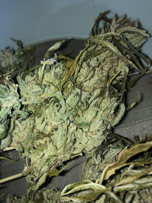 IMG_4407.jpeg