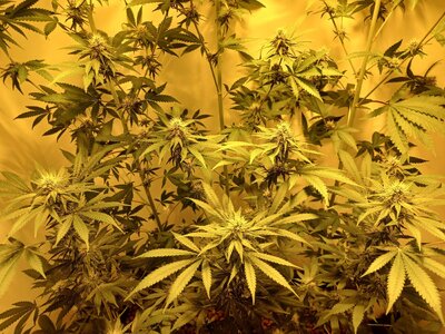 F5 (11).jpg