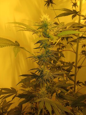F5 (13).jpg