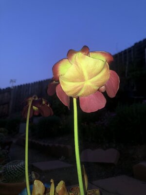 IMG_4441.jpeg