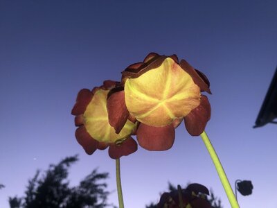 IMG_4443.jpeg