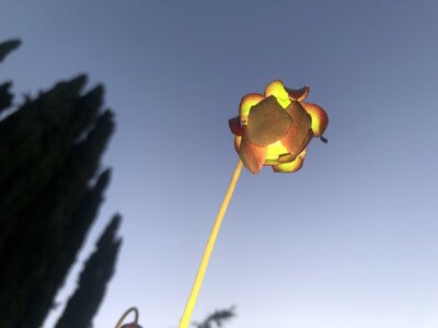 IMG_4444.jpeg