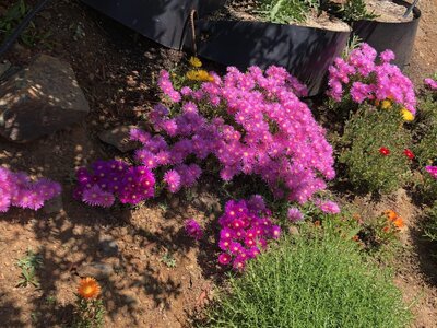 IMG_4495.jpeg