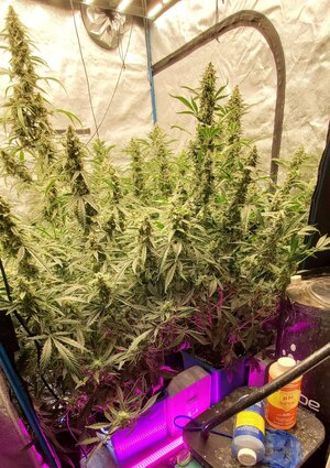 big auto grow.jpg