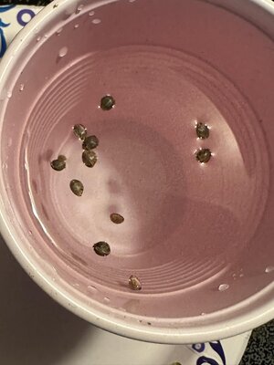 IMG_5528.jpeg