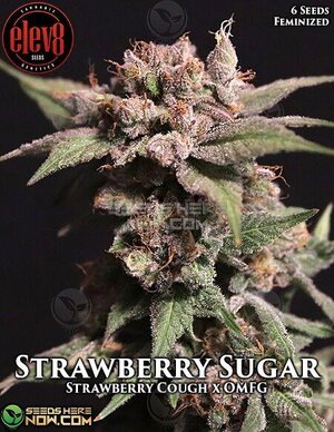elev8-strawberry-sugar.jpg