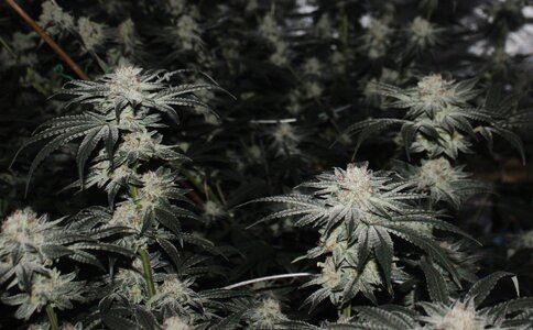 April 23 Critical Kush.JPG April 23 Critical Kush.JPG