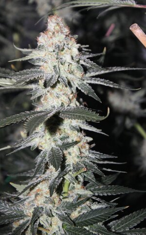 April 23 gassy Cream cake.JPG
