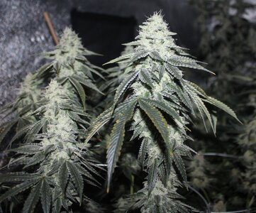 April 23 Triangle Death Skunk.JPG
