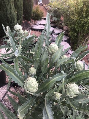 IMG_4736.jpeg