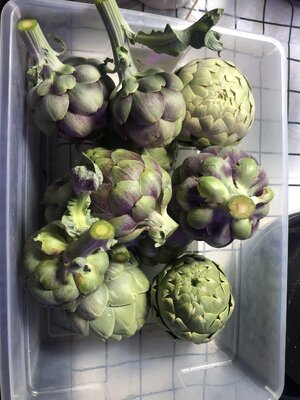 IMG_4737.jpeg