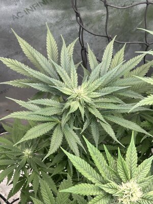 IMG_5586.jpeg