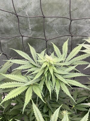 IMG_5585.jpeg