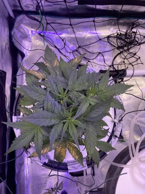 IMG_6706.jpeg