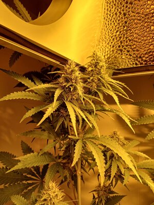 F6 (1).jpg