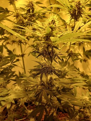 F6 (7).jpg
