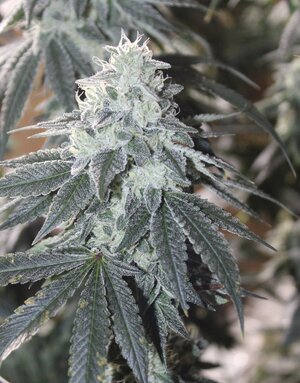 Apri 26 Triangle Death Skunk.8w2.JPG