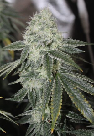 April 26 Triangle Death Skunk w8b.JPG