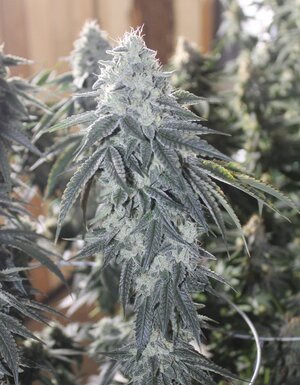 April26 Triangle Death Skunk.JPG