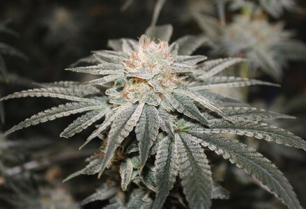 April26 Critical Kush 8w2.JPG