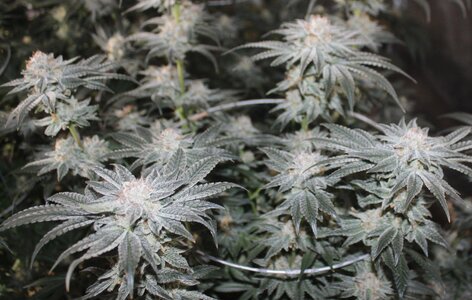 April26 Critical Kush.JPG April26 Critical Kush.JPG