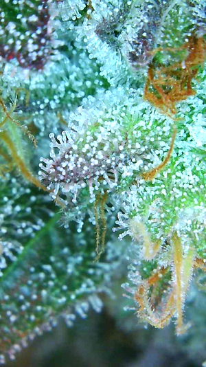 DI trichome 04.24.25.png