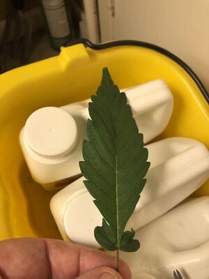 IMG_3700.jpeg