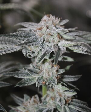 May 1 Critical Kush.JPG May 1 Critical Kush.JPG