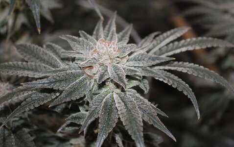 May 1 Critical Kush1.JPG May 1 Critical Kush1.JPG