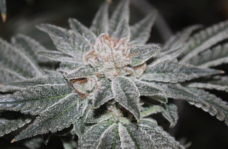 May 1 Critical Kush2.JPG May 1 Critical Kush2.JPG