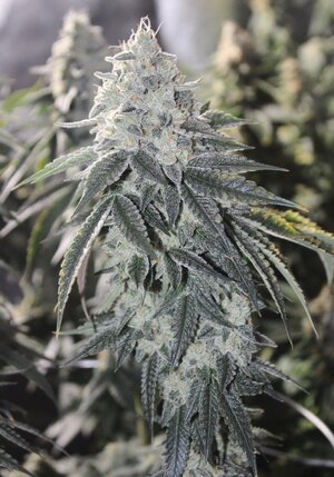 May 1 Triangle Death Skunk.JPG