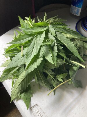 IMG_1280[1].jpeg