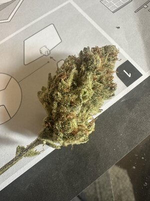 IMG_5678.jpeg