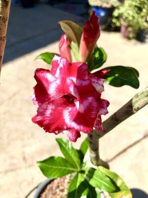 IMG_4921.jpeg