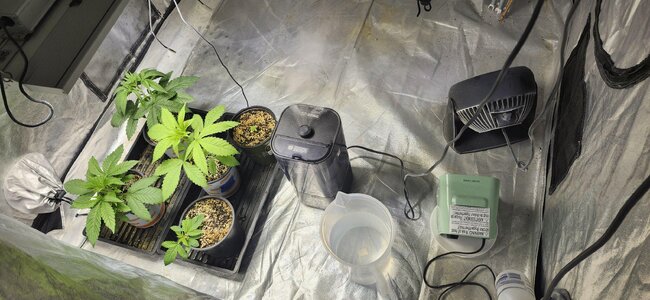05032025 Borrego Grow.jpeg