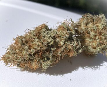 IMG_1309[1].jpeg