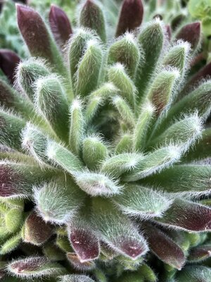 IMG_5117.jpeg