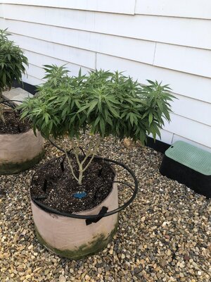 IMG_5181.jpeg IMG_5181.jpeg