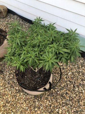 IMG_5182.jpeg IMG_5182.jpeg