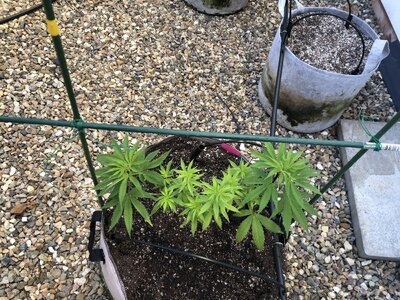 IMG_5186.jpeg IMG_5186.jpeg