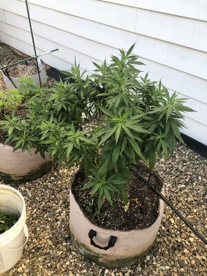 IMG_5188.jpeg IMG_5188.jpeg