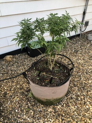 IMG_5189.jpeg IMG_5189.jpeg