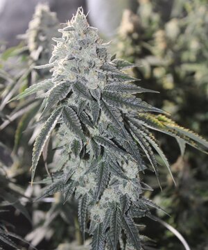 May 1 Triangle Death Skunk1.JPG