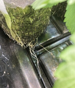IMG_1351[1].jpeg