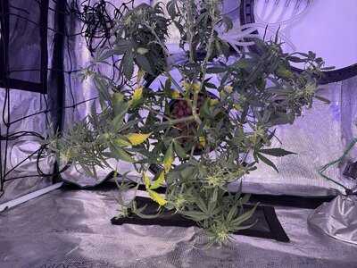 IMG_6830.jpeg