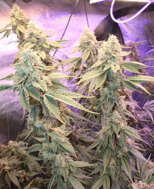 May 8 L Triangle Death Skunk.JPG